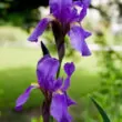 Iris coatica
