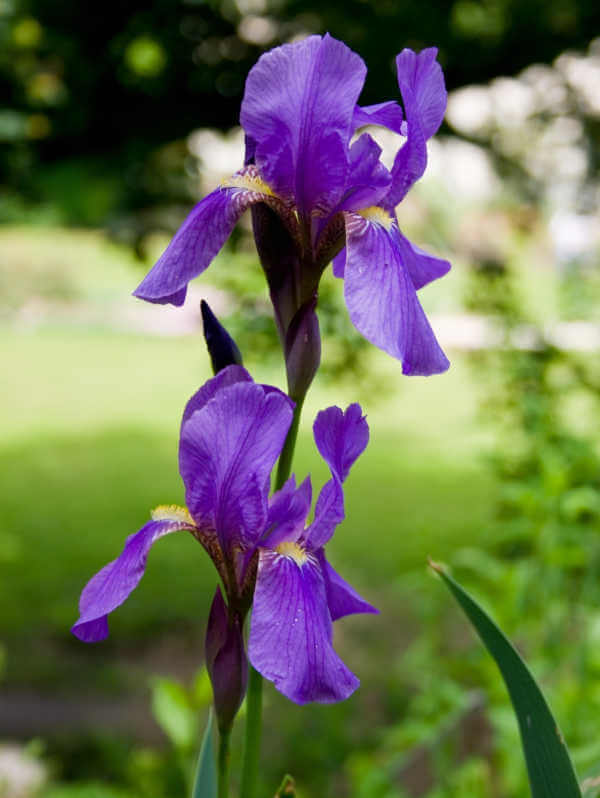 Iris coatica