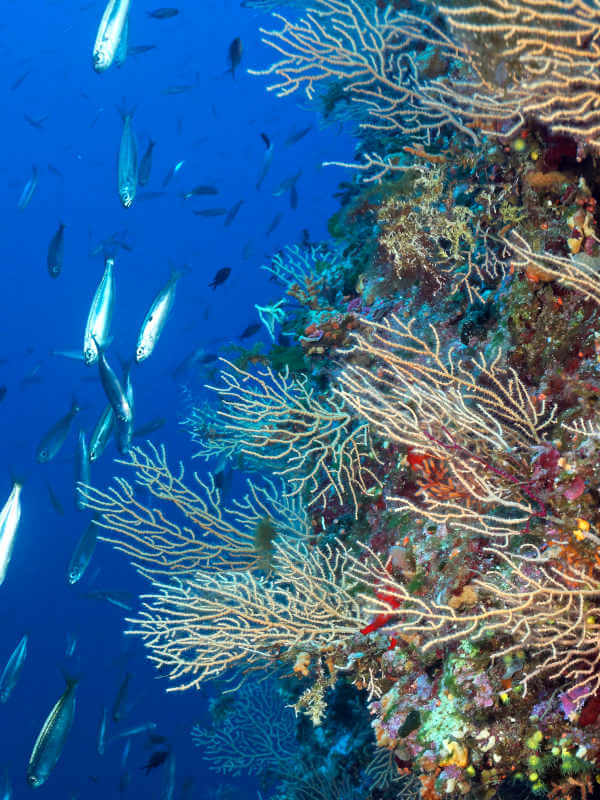 Sous la surface de l'eau, la vie aquatique