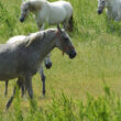 chevaux lipizzan