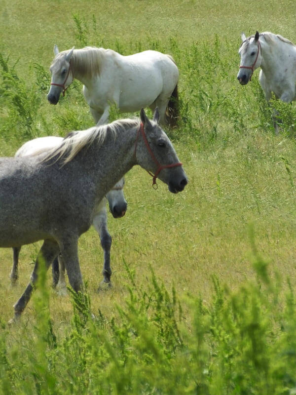 chevaux lipizzan