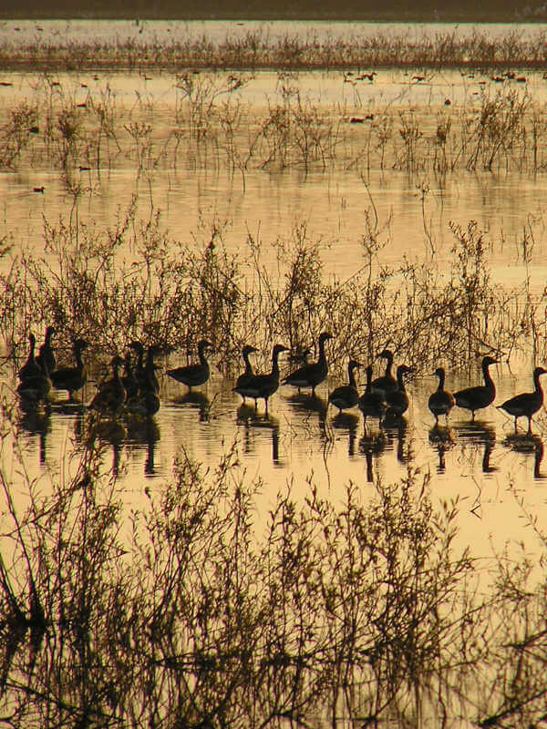 oiseaux à Kopacki Rit