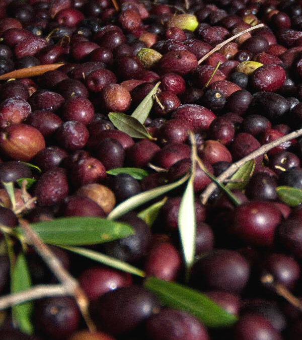 Championnat du Monde et Record de collecte d’olives