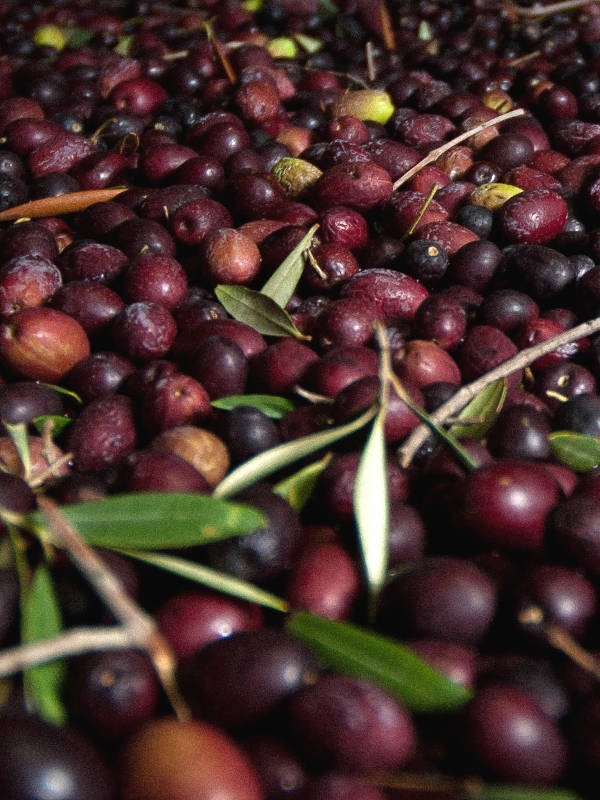 Championnat du Monde et Record de collecte d’olives