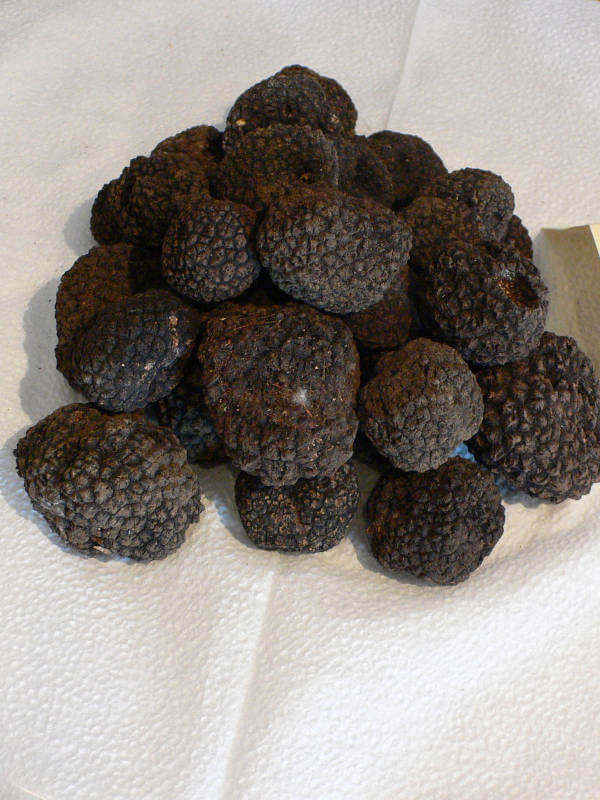 truffes de Croatie