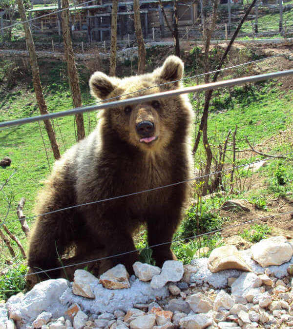 Voir des ours en Croatie