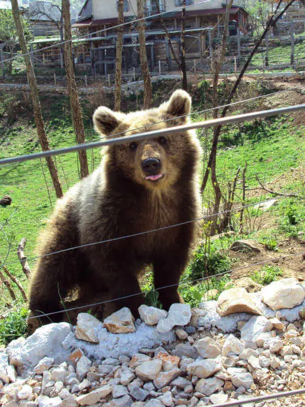 Voir des ours en Croatie