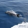 Dauphin en Croatie